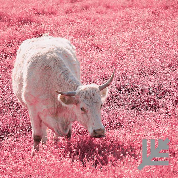 Lacing - Never (Vinyl)