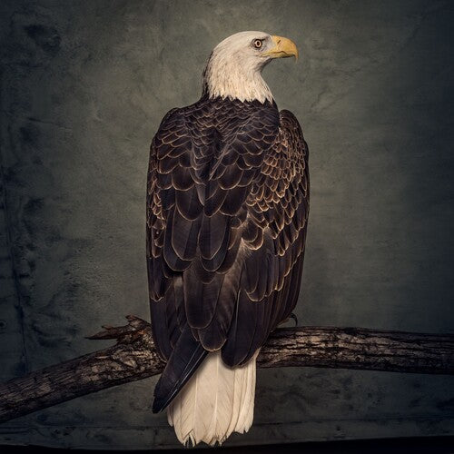 Clutch - Book of Bad Decisions (Indie Exclusive)