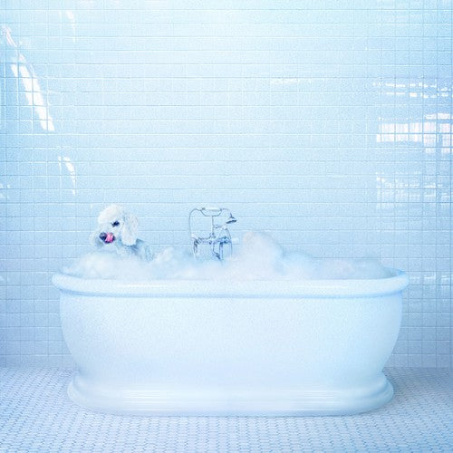 Cosmos , Frankie - Vessel